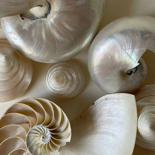 What is Mother of Pearl?